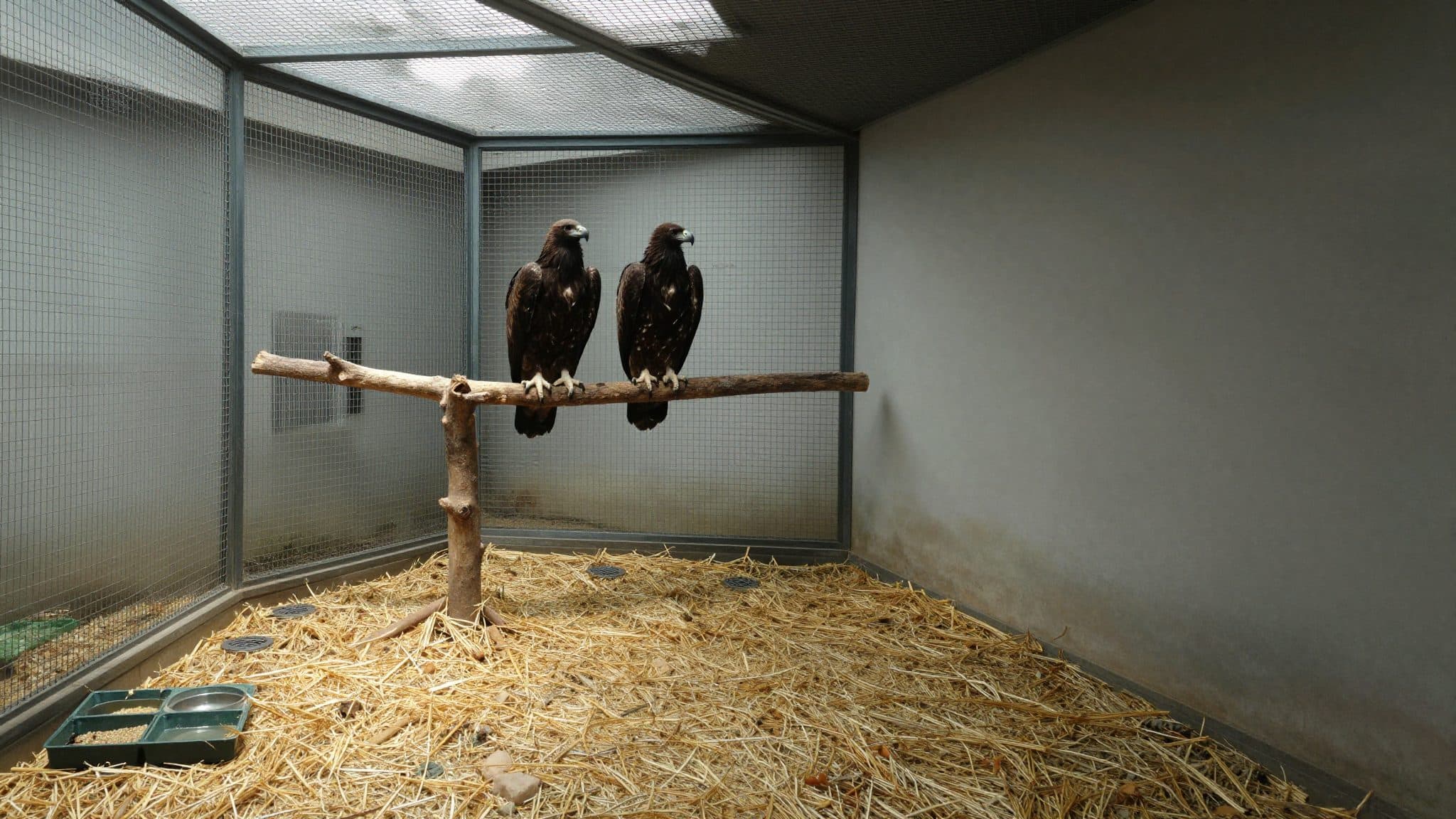 Zwei Bussarde in Greifvogelstation Haringsee vereint – mögliche Geschwister aus Afrika