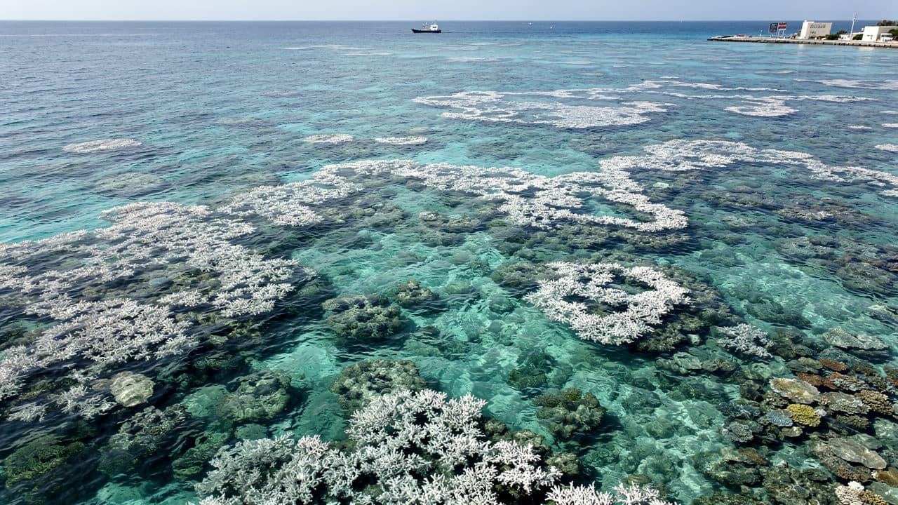 Great Barrier Reef: Korallen erholen sich leicht