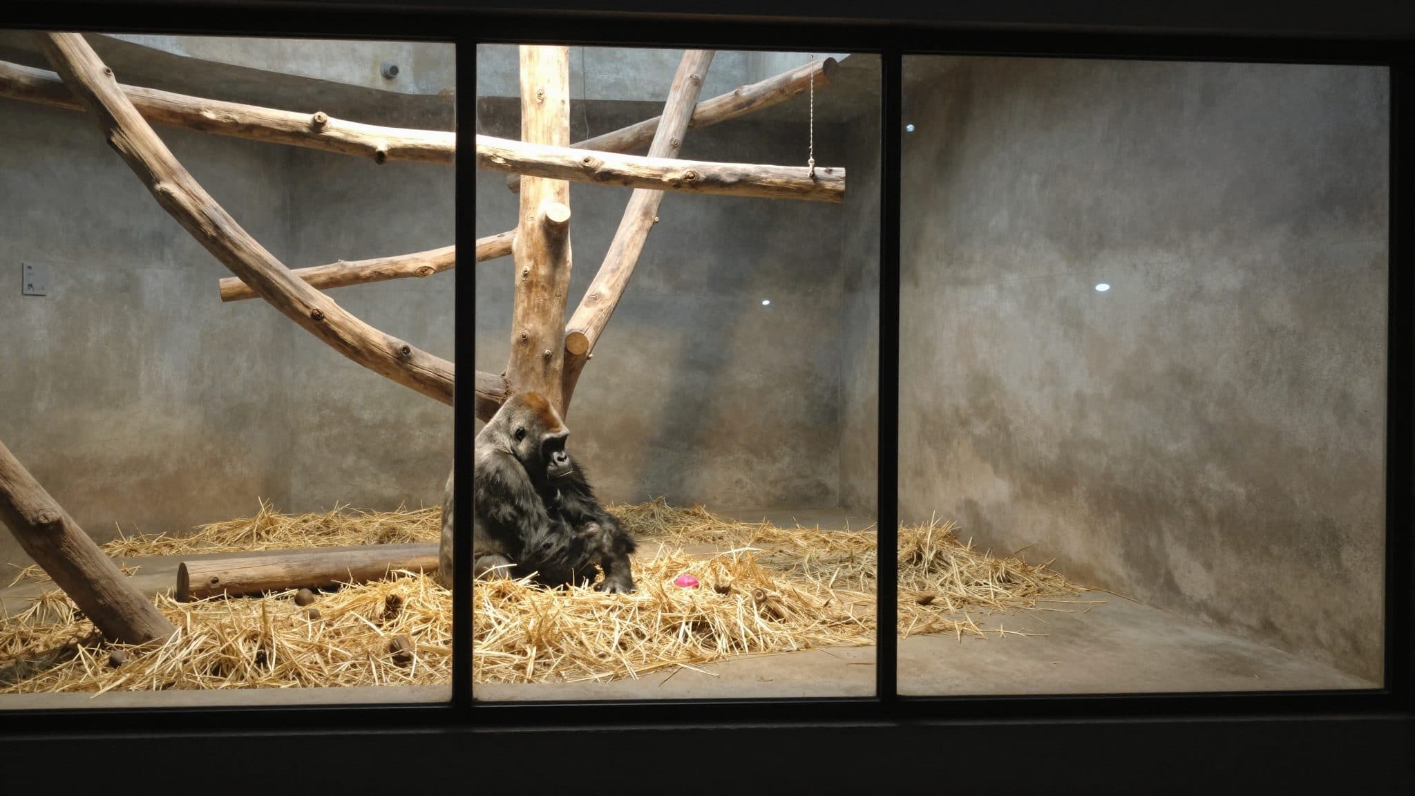 Vier Tage altes Gorillababy im Zoo Basel vom eigenen Vater getötet