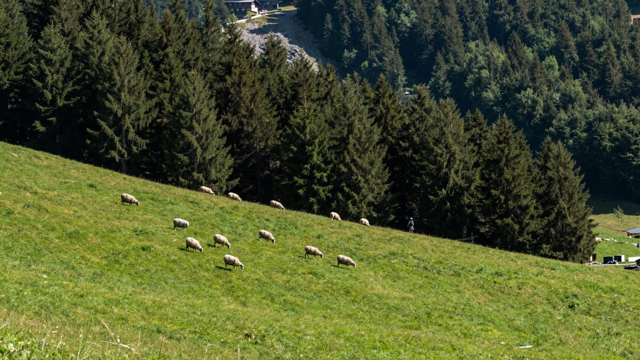 Erstmals behördlich freigegebener Wolf in der Steiermark erlegt