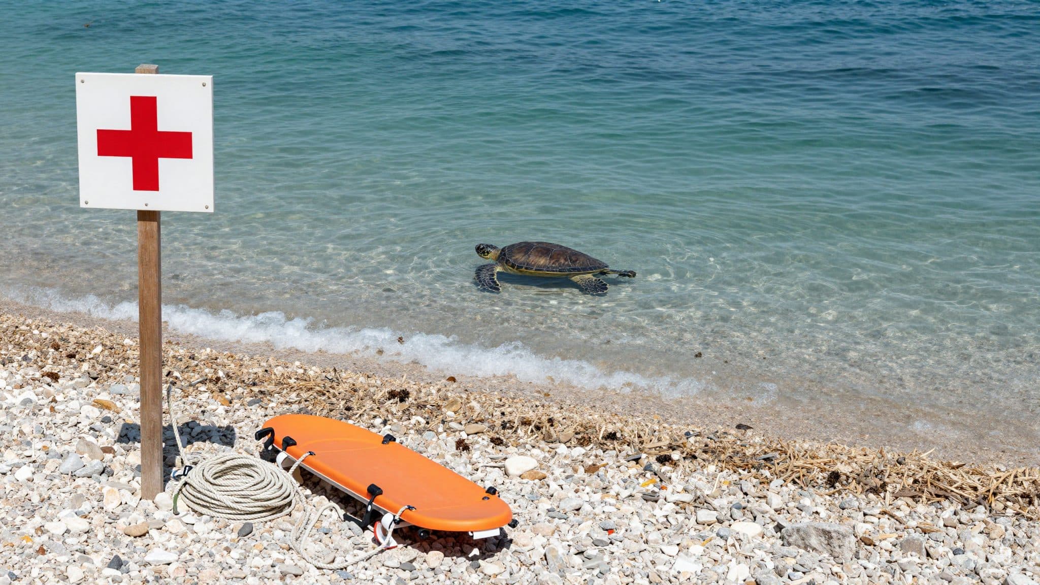 Unechte Karettschildkröte beißt in Dalmatien mehrere Badegäste – auch ein Kind ist betroffen