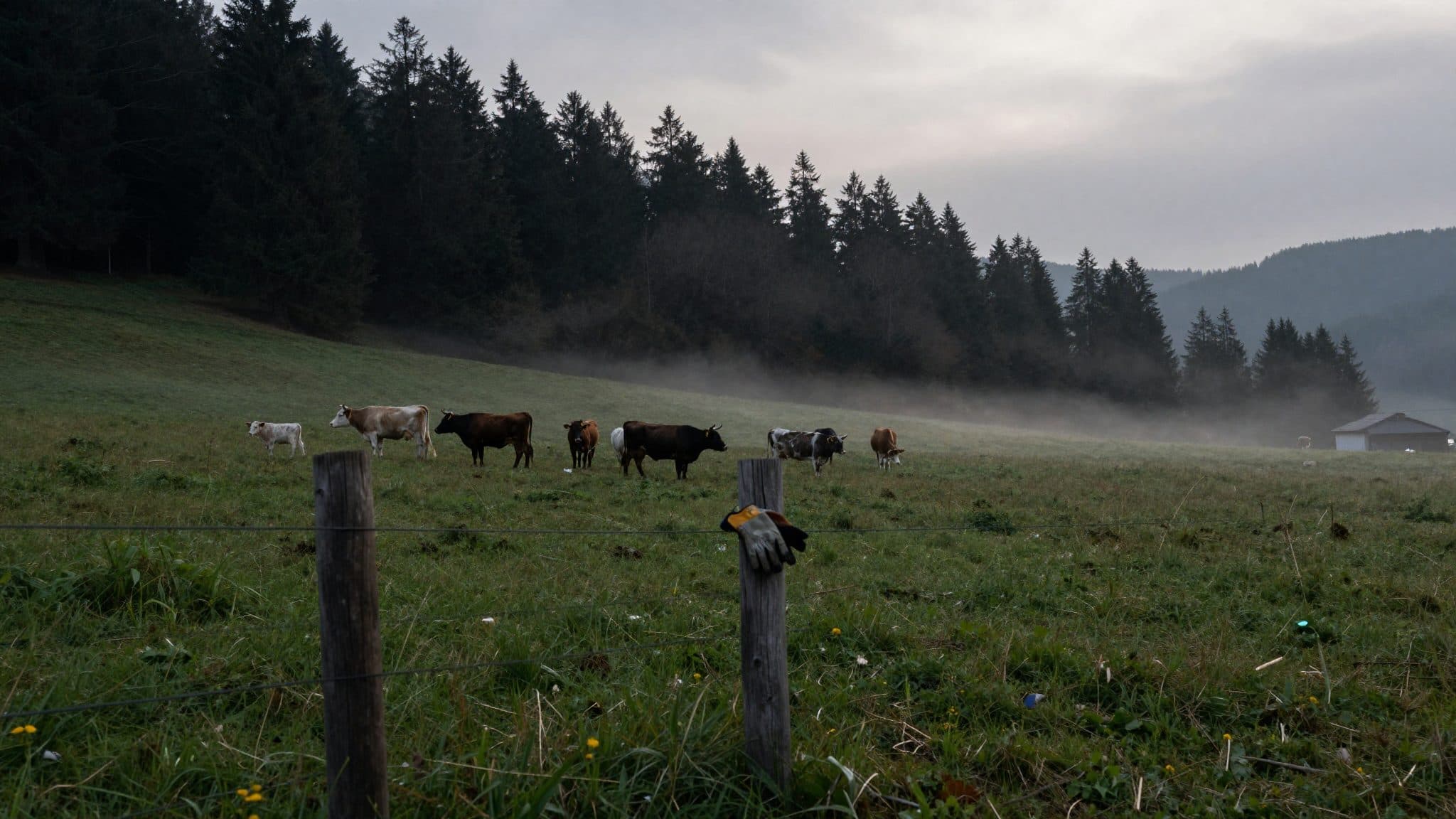 Landwirt in der Steiermark von Rinderherde tödlich verletzt