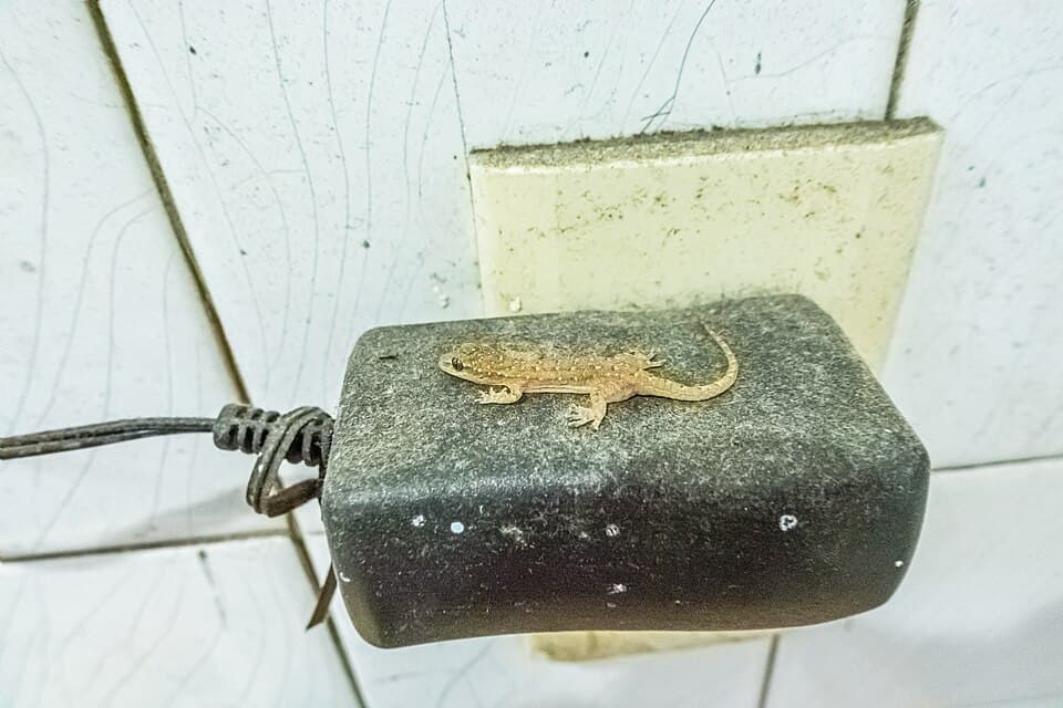 202311 Hemidactylus bowringii(Oriental leaf-toed gecko) was set on the AC power plug of dusty